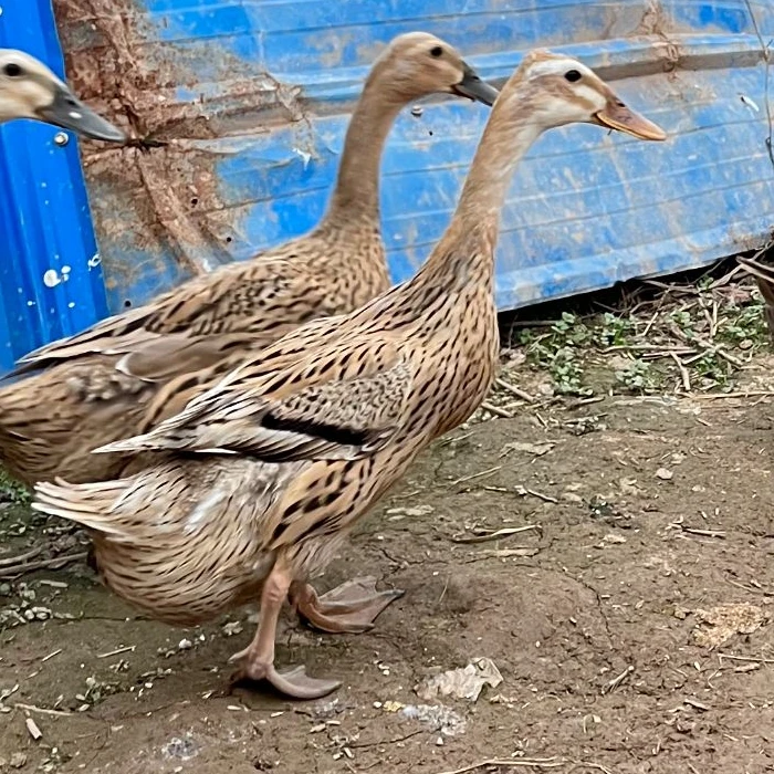 (京东快递)老品种土鸭麻鸭正宗散养土鸭吃粮食的鸭