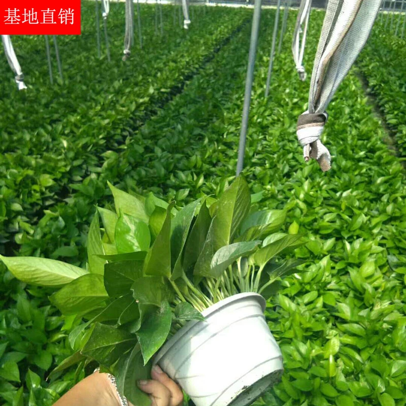 180白盆绿萝送底盘4盆装