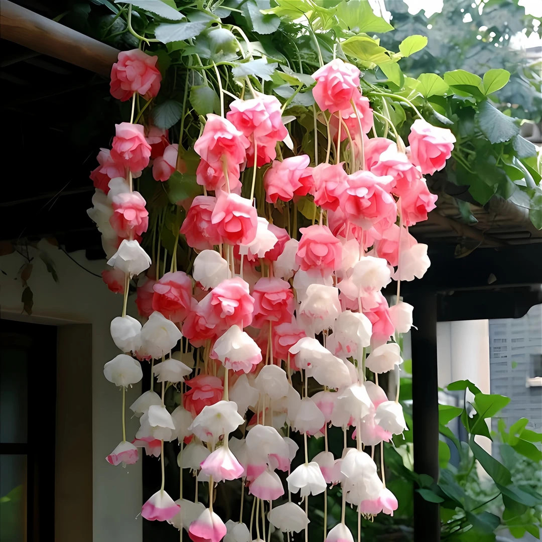 带芽爬藤海棠花苗吊篮花卉植物四季开花栽种种植绿植浓香好养盆栽