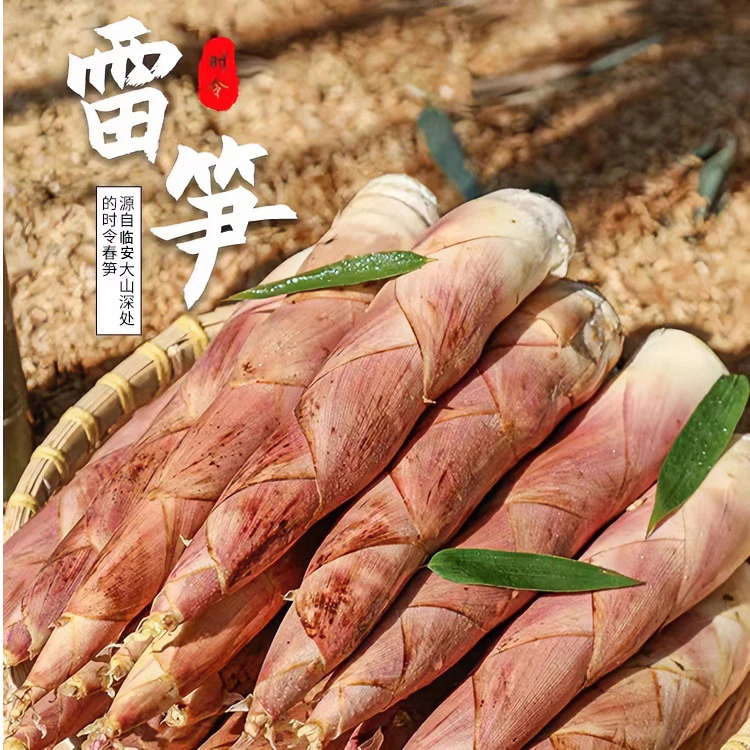 临安天目山雷笋现挖鲜竹笋雷公笋浙江野生笋冬笋新鲜蔬菜临安春笋