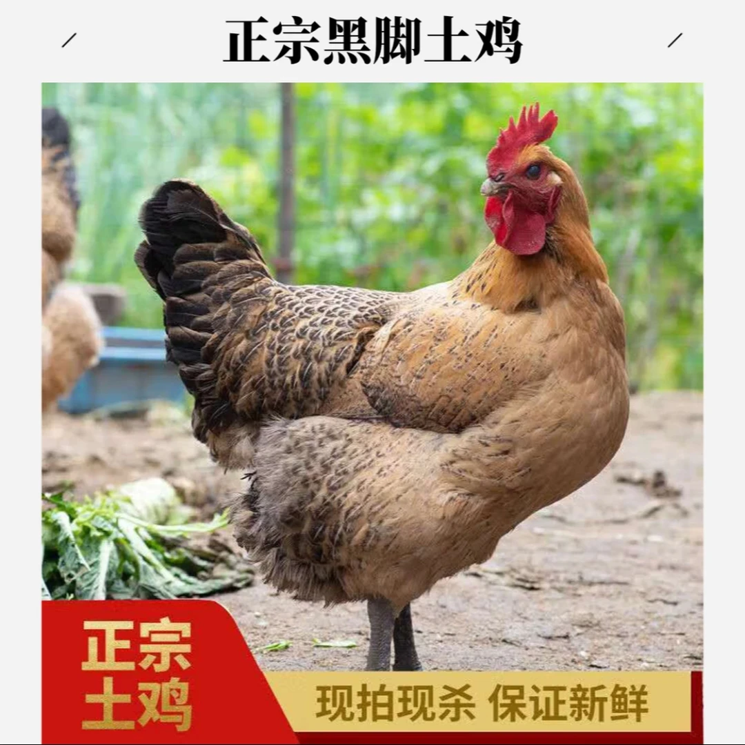 买1送1 大别山黑爪老母鸡2只共4.5斤现杀老母鸡煲汤