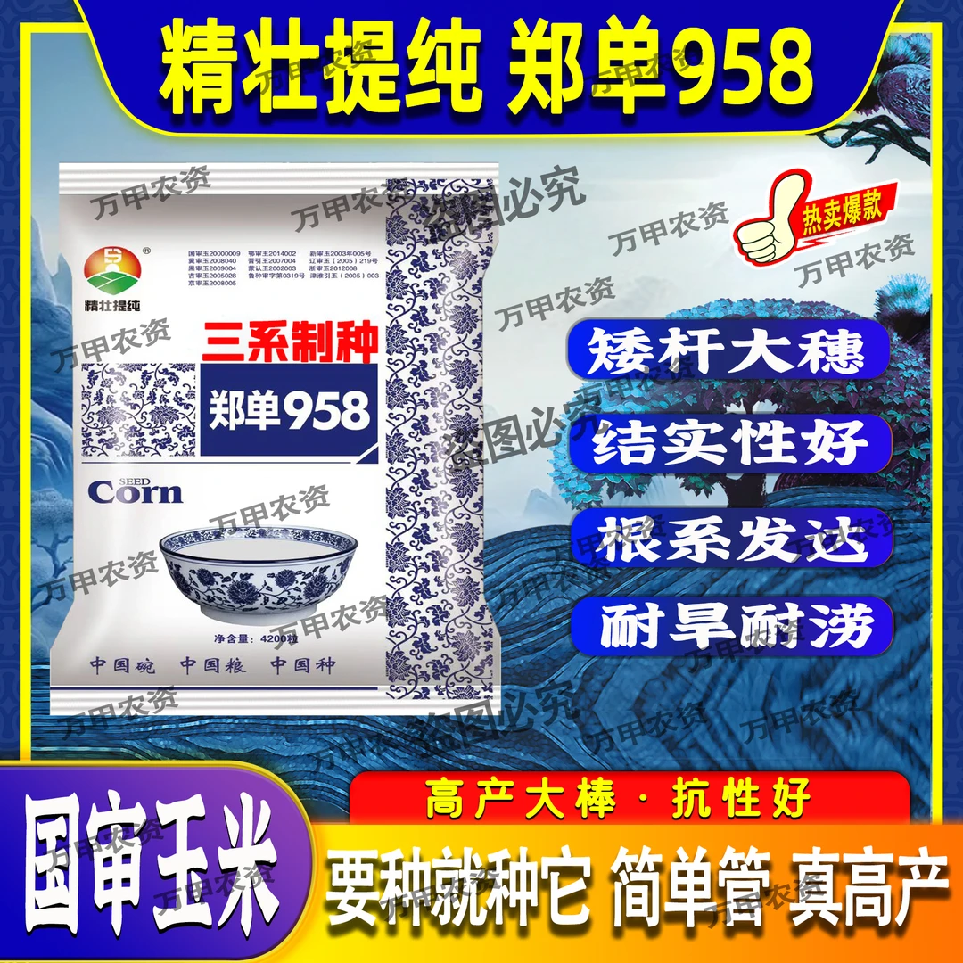 国审白轴大棒郑单958三系杂交 精壮提纯抗病抗倒产量高