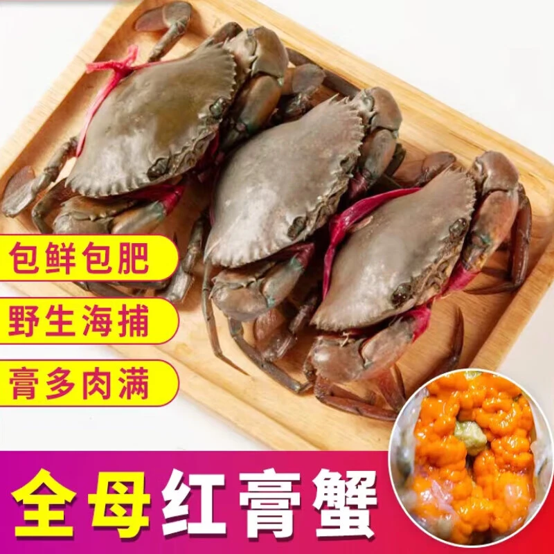 野生肉蟹青蟹鲜活水产红膏蟹特大醉蟹肉蟹泥蟹全膏蟹包活到家1斤