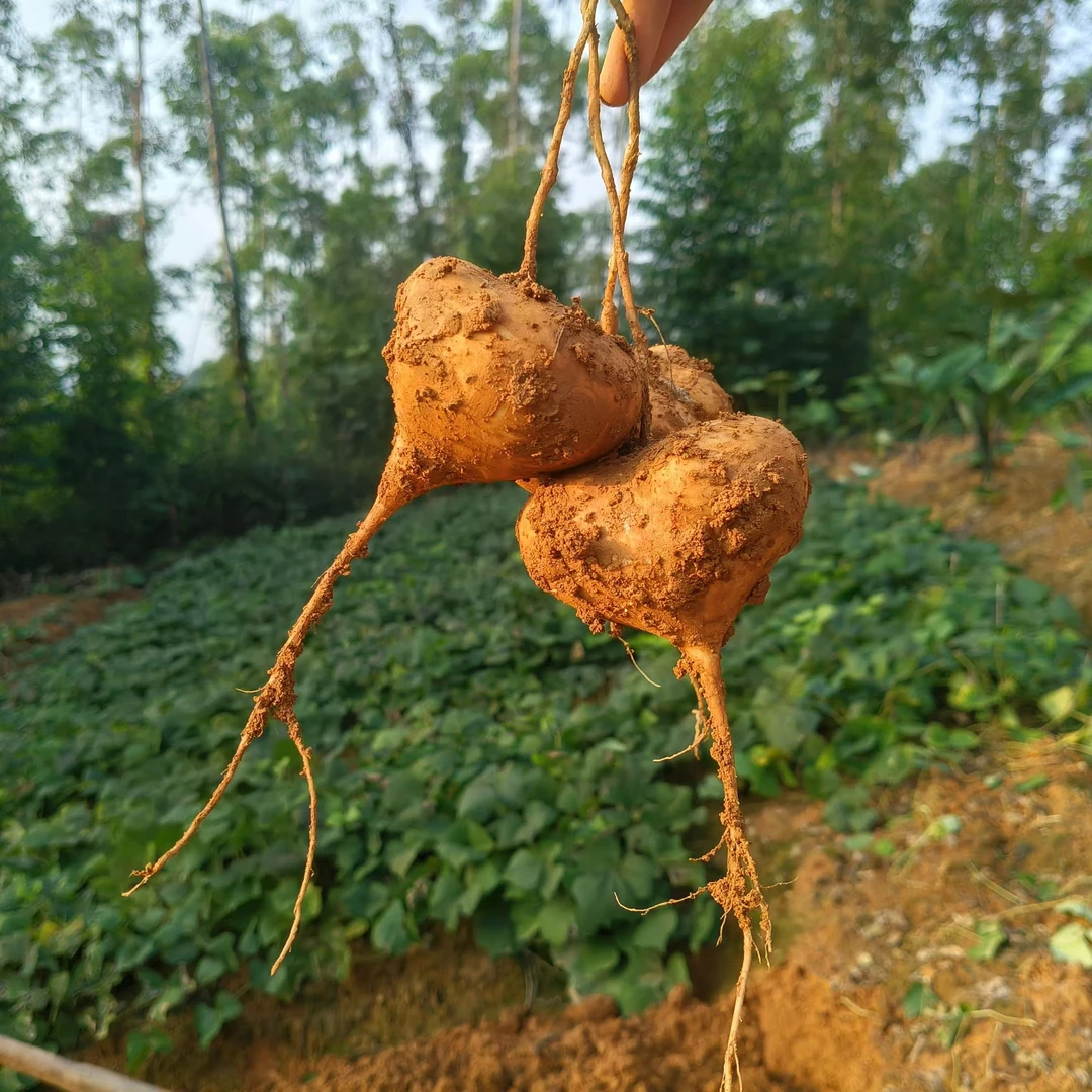 凉薯新鲜现挖白地瓜新鲜蔬菜番薯四川番薯水果