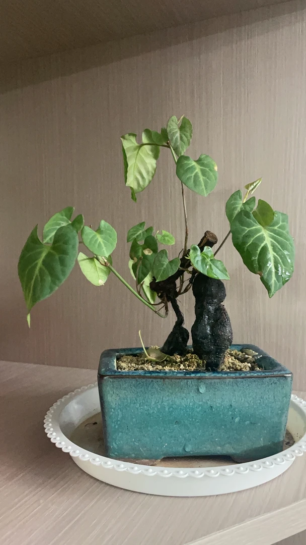 千寿丸，何首乌，黄栌