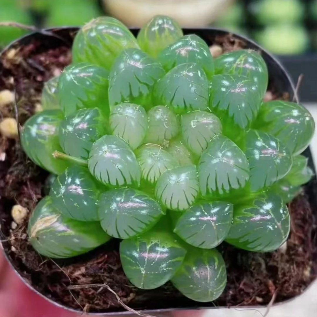 【满2单包邮】冰灯玉露多肉植物3-5厘米【带塑料盆】