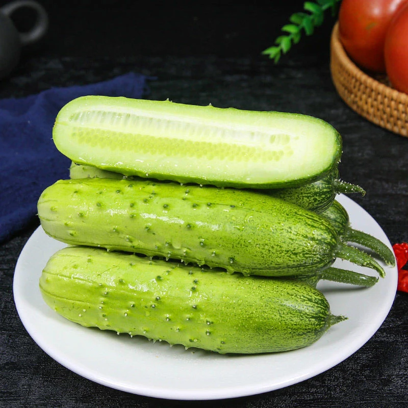 东北旱黄瓜新鲜现摘蔬菜水果小黄瓜青瓜凉拌生吃食用农产品口感