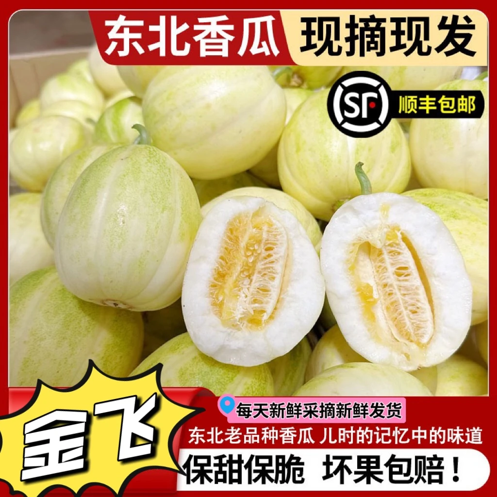 【顺丰包邮】东北香瓜陆地京蜜金飞白糖罐新鲜采摘水果香甜春季甜瓜