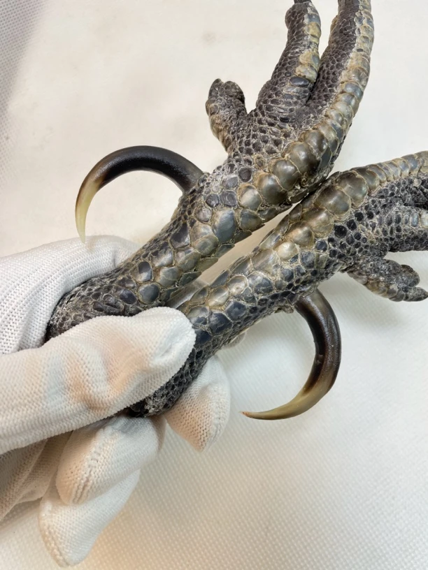 鸡爪骨手把件粗骨乌鸡小弯钩