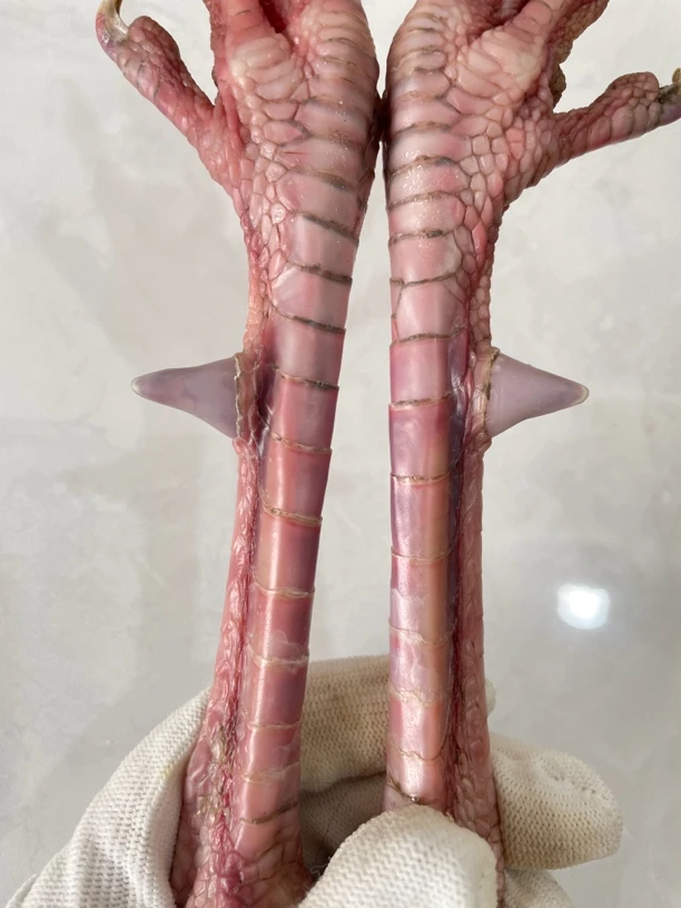鸡爪骨手把件粉色孔雀蹬一对（五天后成品发货）