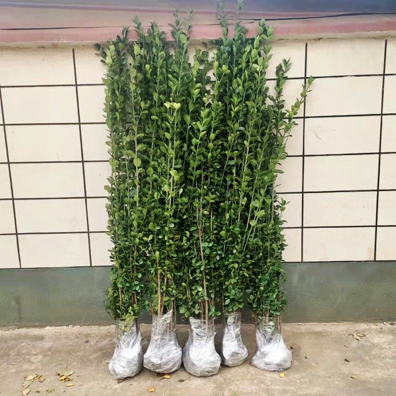 冬青树苗庭院围墙篱笆植物北海道法国冬青大叶黄杨绿化苗四季常青