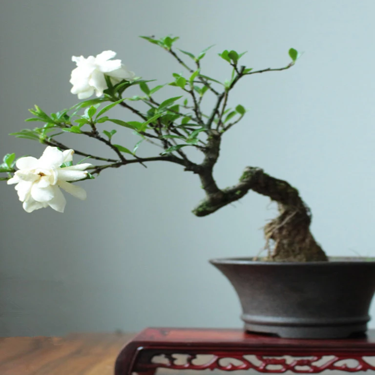 海岛栀子花 高端盆景素材 （直播间一物一拍）