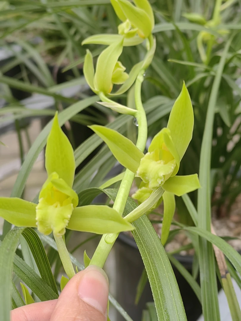 直播间 兰花一物一拍 邮费（实物为准）