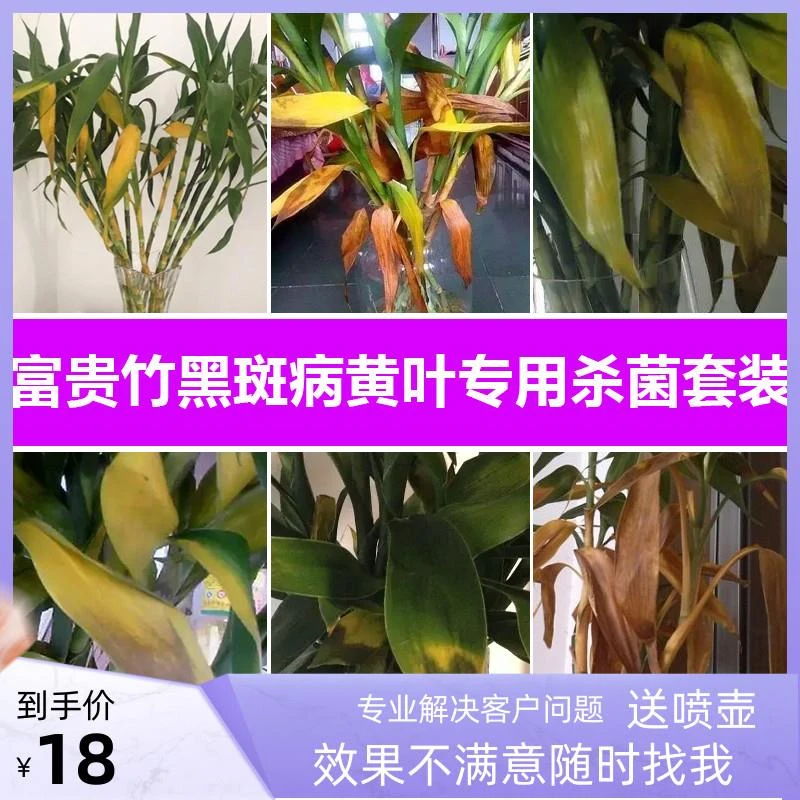 富贵竹黑斑病专用杀菌剂套装花药水培植物盆栽花卉黄叶黑点除菌剂
