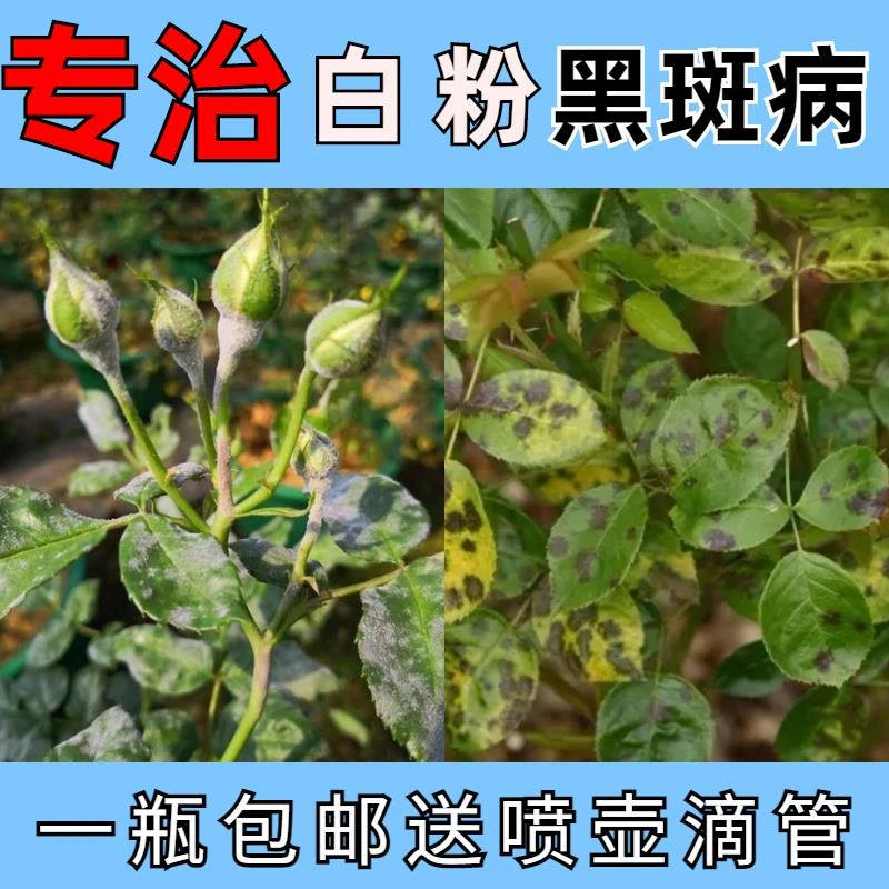 月季黑斑病专用药玫瑰花绣球白粉病蔷薇兰花卉植物黄叶杀菌剂病害