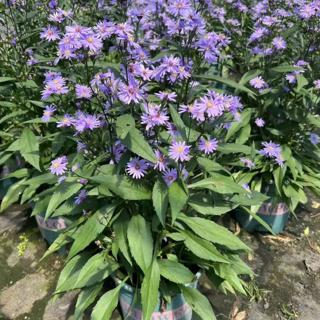 荷兰菊紫菀 小卡罗 爆花盆栽花园庭院花镜花卉耐热耐寒多年生宿根
