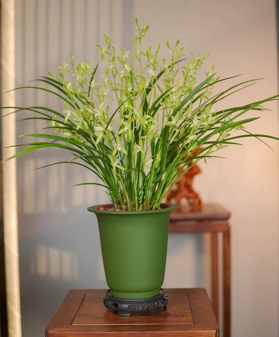 建兰铭品【仙山翠荷】带花苞兰花 宜兴民国绿泥紫砂盆 室内好养盆栽