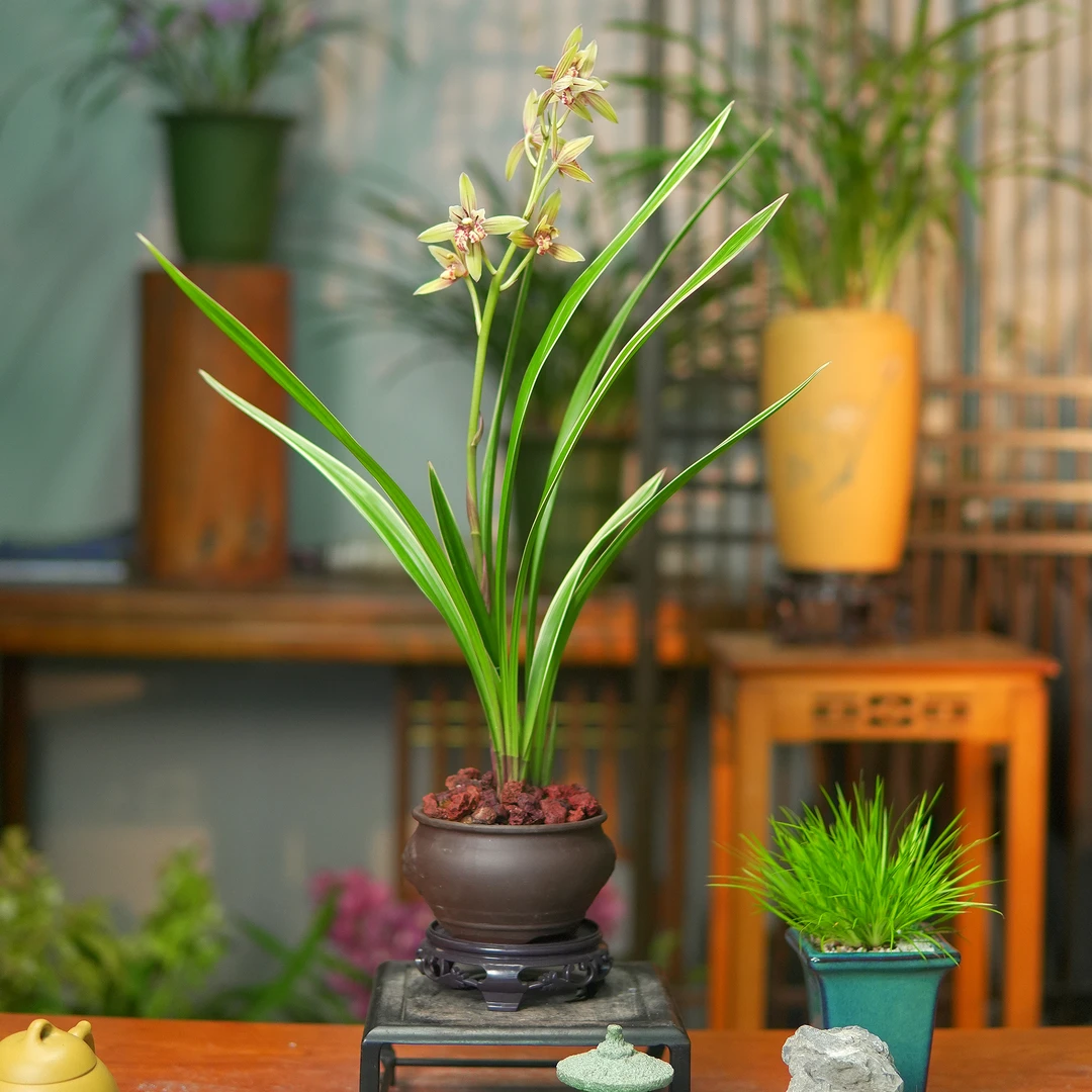 建兰【黄金彩虹】 带花苞兰花紫砂花盆 室内好养盆栽兰花