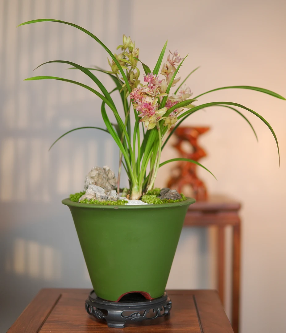 传承经典【仙海牡丹】 建兰名品 宜兴紫砂盆 室内外好养盆栽