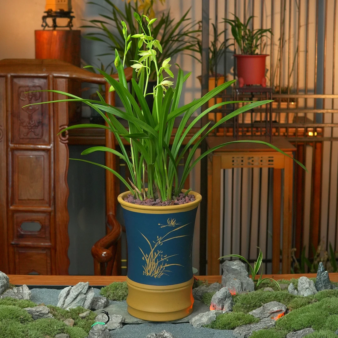 建兰铭品【大荷素】素心兰花浓香型带花苞 室内好养精致盆栽兰花