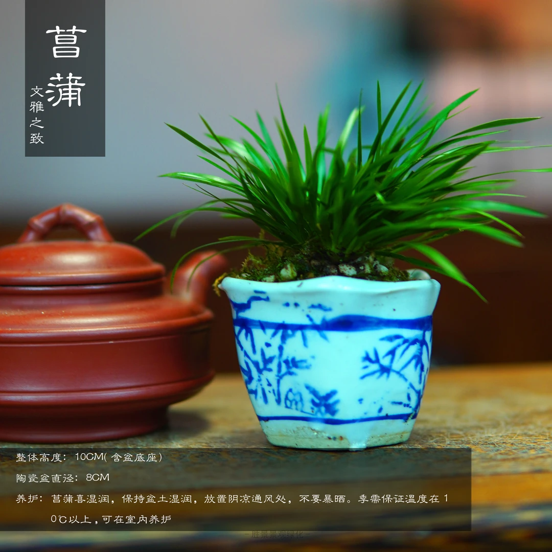 精致掌上盆景清青花瓷盆菖蒲客厅茶台书桌文人小盆栽绿植
