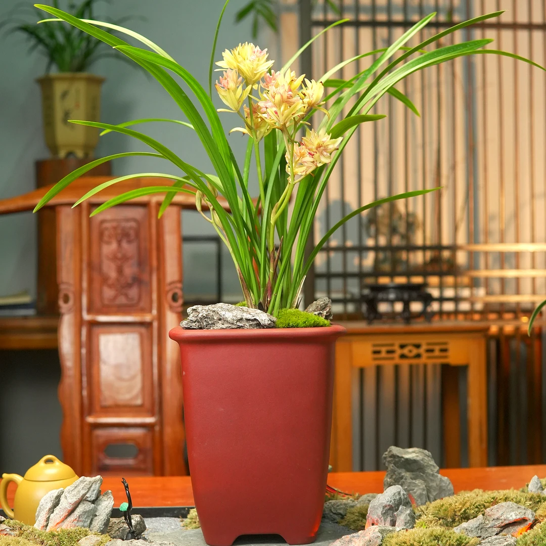 传承经典【富山奇蝶】 建兰名品 好养室内 紫砂盆陶瓷盆