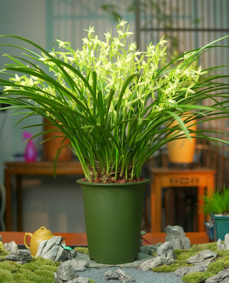 建兰铭品【仙山翠荷】带花苞兰花 宜兴民国绿泥紫砂盆 室内好养盆栽