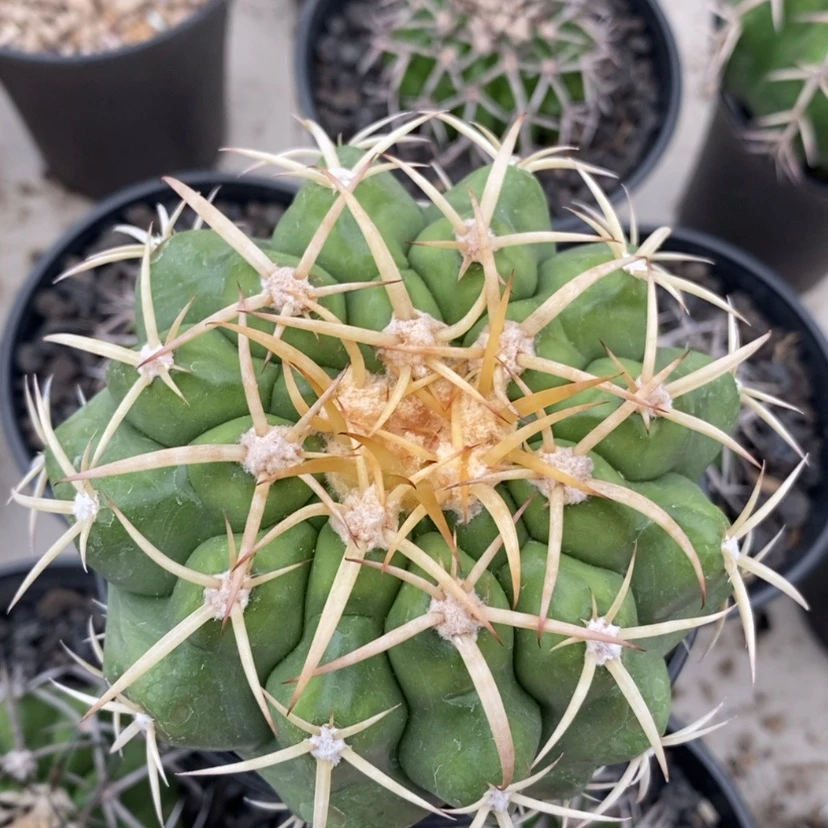 【闪购商品】实生实生金刺