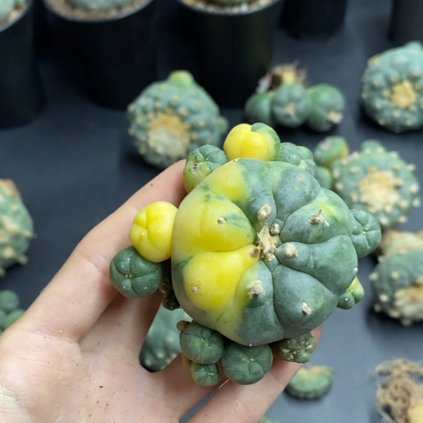 【闪购商品】飞*仙人球仙人球专拍