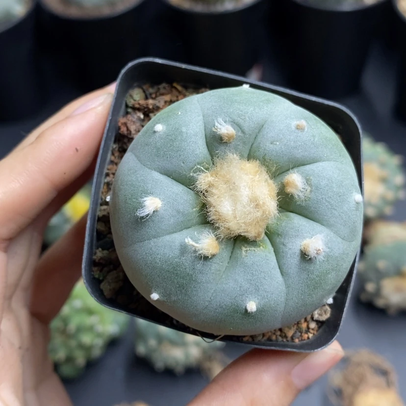 【闪购商品】实生南瓜脱土5cm7号