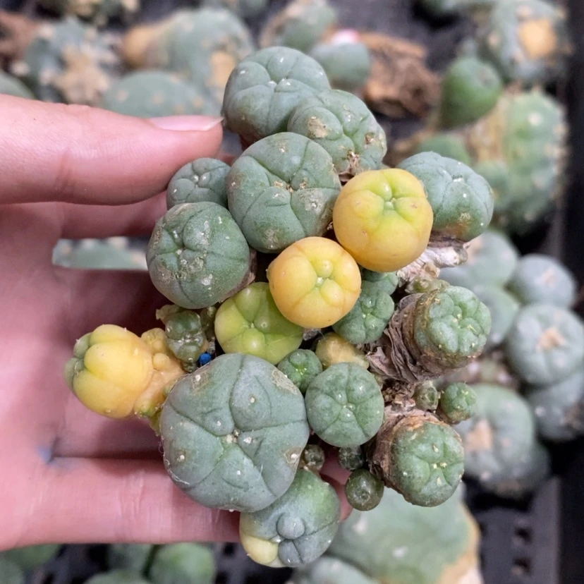 【闪购商品】小*专拍仙人球
