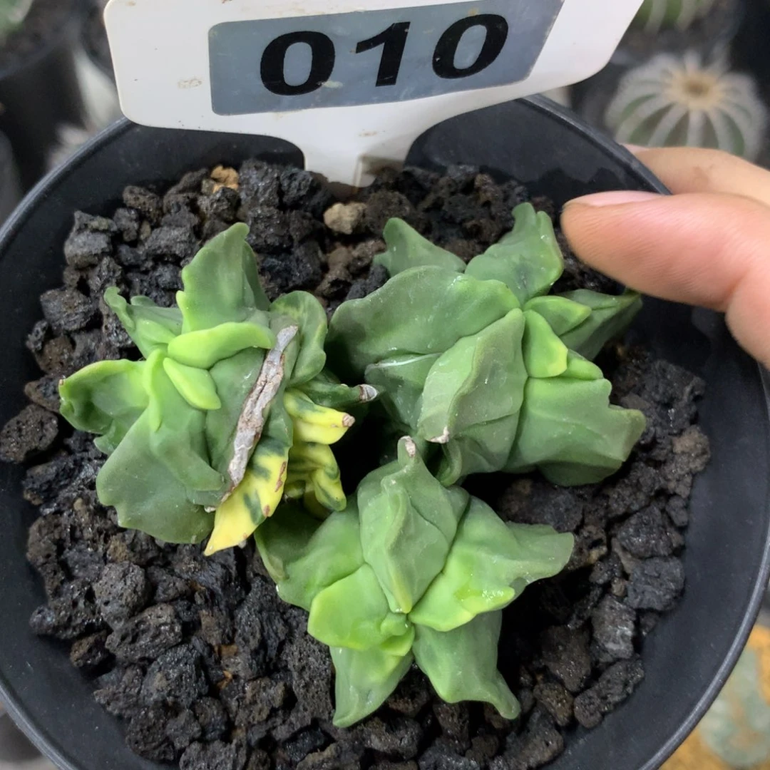 实生仙人球仙人球仙人球