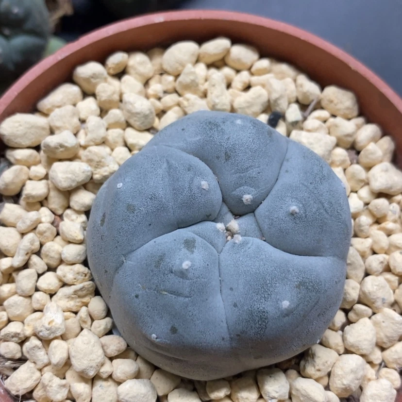 【闪购商品】实生实生乌