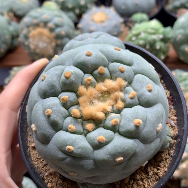 【闪购商品】实生仙人球13号