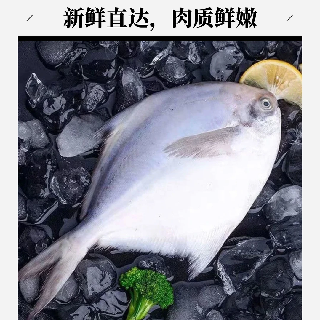 明图黄海当潮海捕银鲳鱼5斤新鲜日照顺丰发货