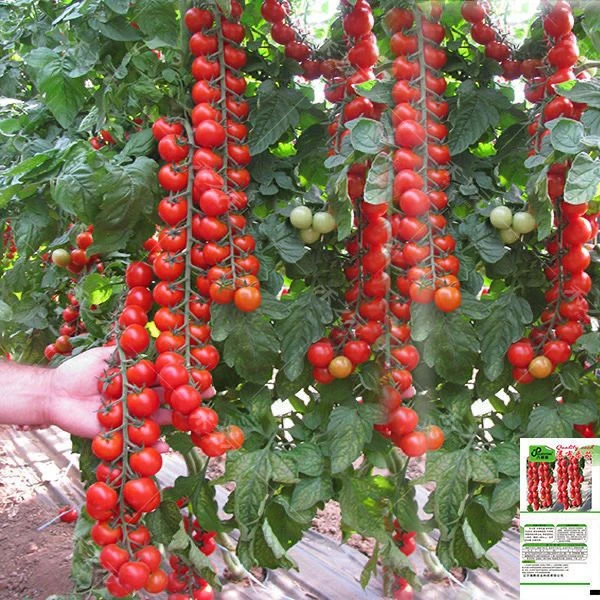 瀑布小番茄种子种籽圣女果樱桃西红柿种子四季盆栽蔬菜种子番茄种
