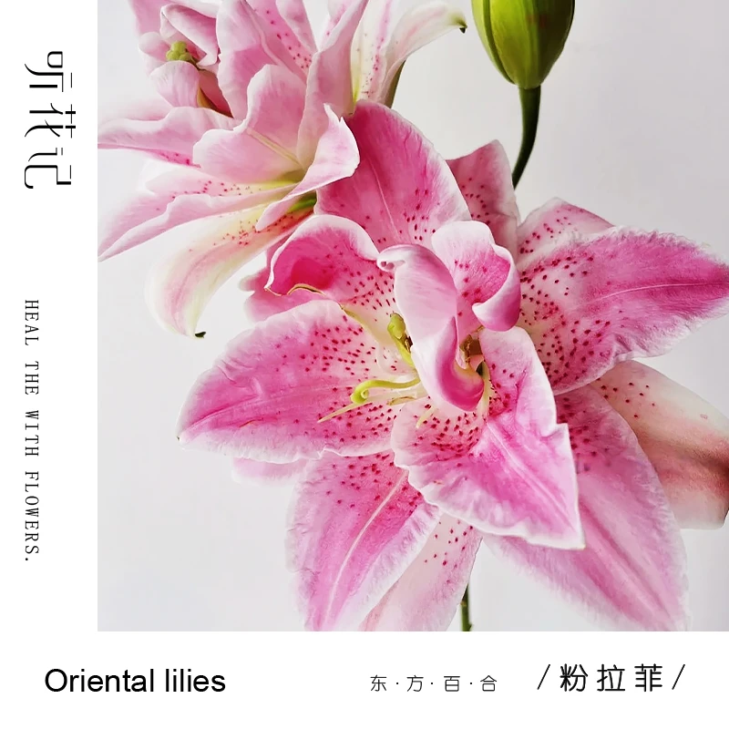 粉拉菲 重瓣香水百合 少女心爆棚