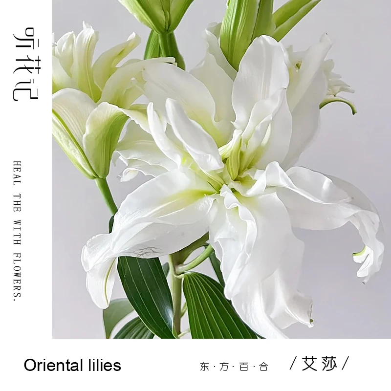 艾莎 重瓣香水百合 夏日里一抹小清新