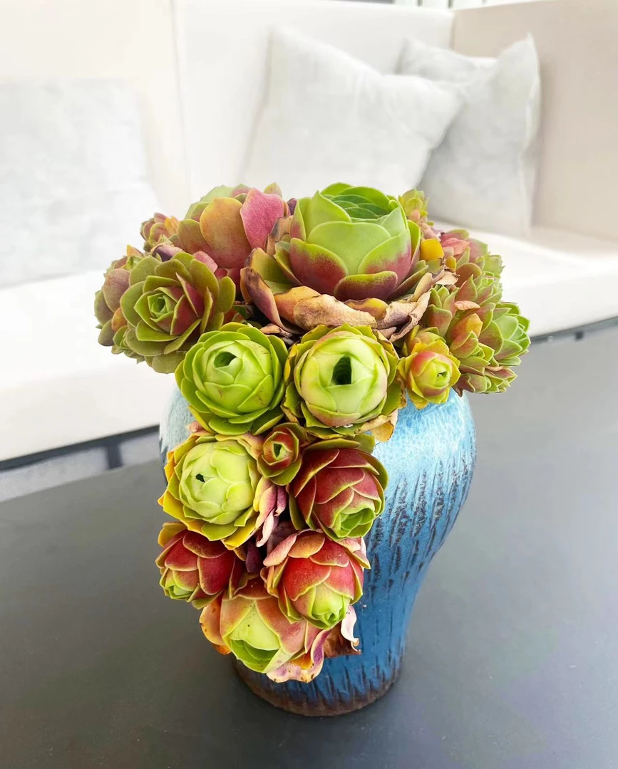 多肉山地玫瑰主播家自己配土鸡蛋酒杯水蜜桃粉玫瑰红玫瑰黄玫瑰