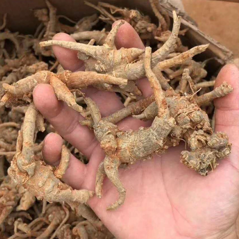 林下三七 山货【袁瑞泽推荐】