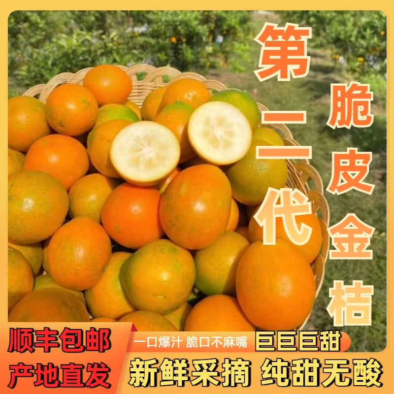 (二代超甜脆皮滑皮高山金桔)当日采摘纯甜多汁新鲜应季水果顺丰