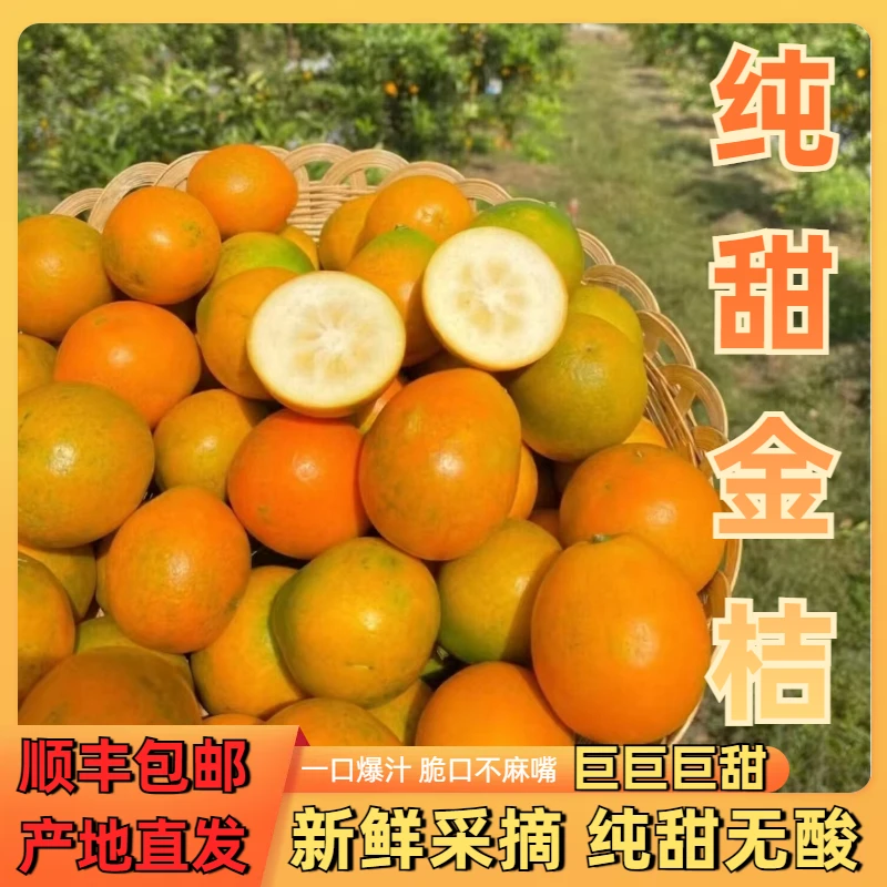 【纯甜老树金桔】广西脆皮金桔新鲜纯甜无籽小金橘皮薄汁水多顺丰