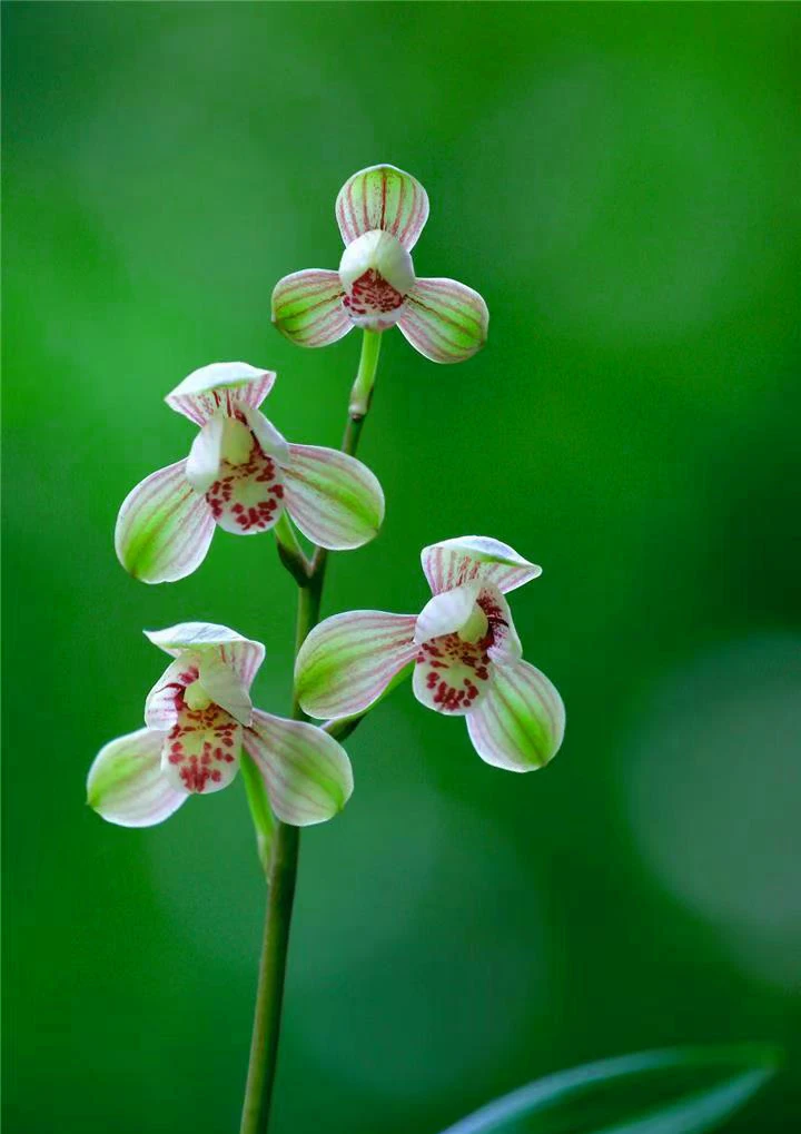 兰花建兰-君荷。绿植，送植料+盆+肥料