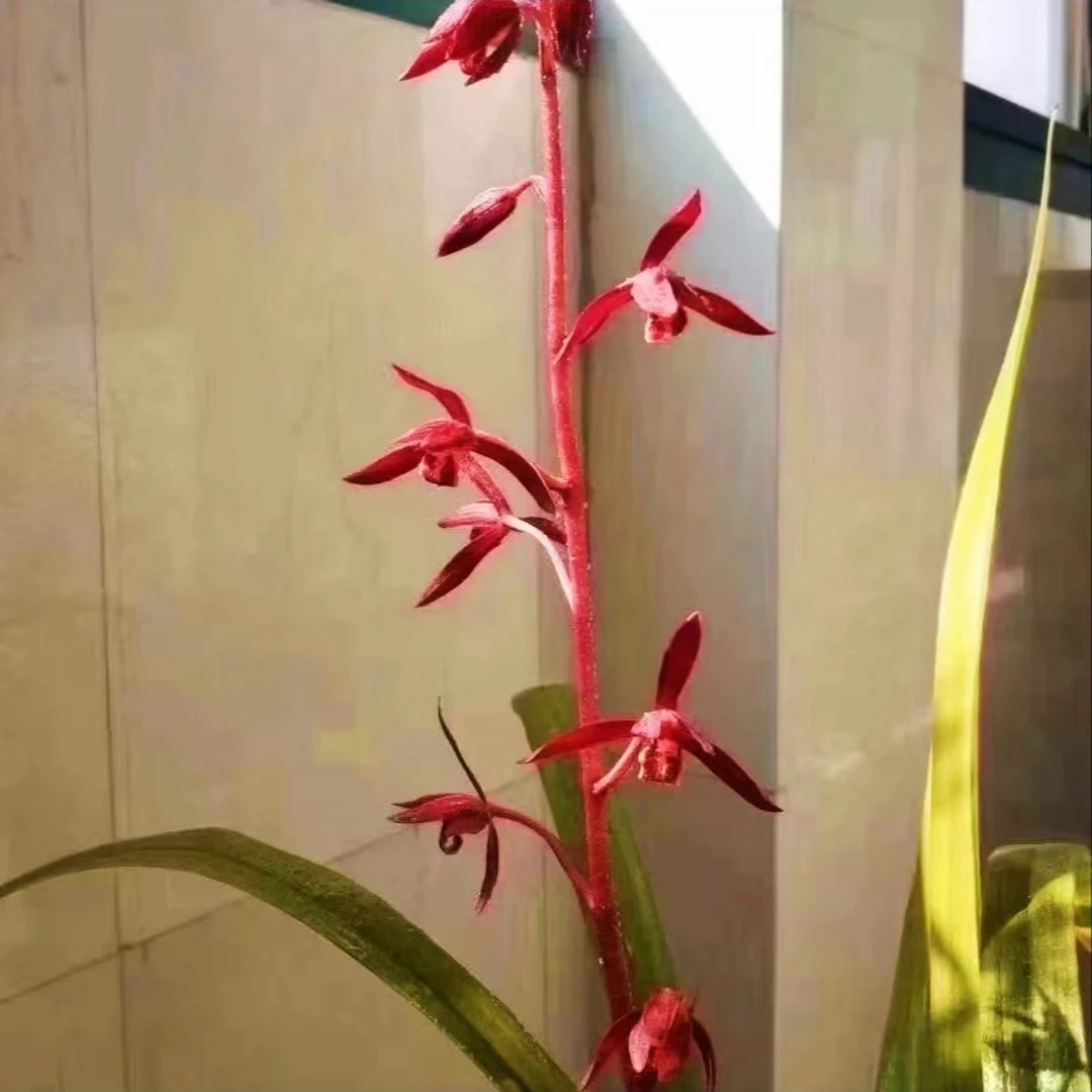 兰花墨兰-中国红.盆栽，送植料+盆+肥料