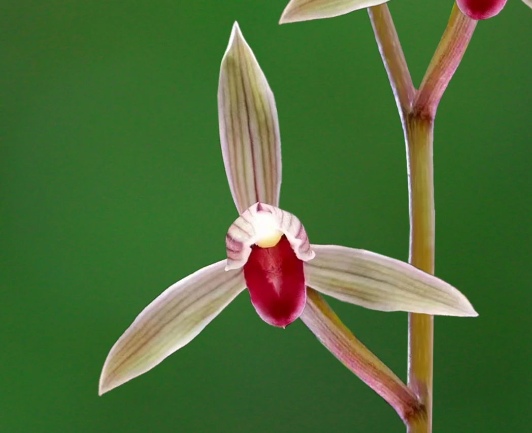 兰花莲瓣兰-肖氏红舌.盆栽
