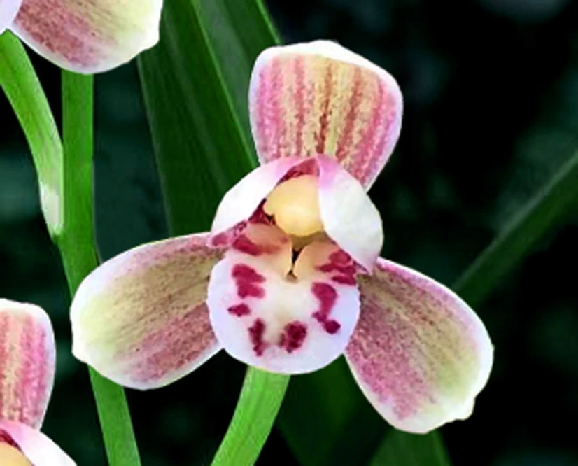 兰花建兰-汇翠粉荷。盆栽，送植料+盆+肥料