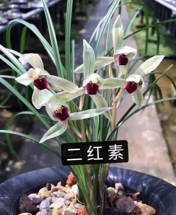 兰花莲瓣兰-二红素.绿植，送植料+盆+肥料