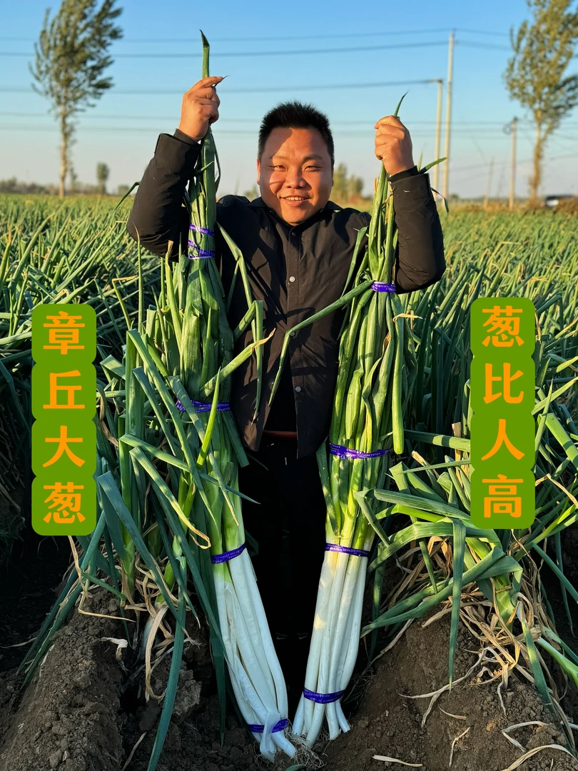 正宗山东大葱脆甜微辣(到手10斤)精品农家自种现挖现发 新鲜味美