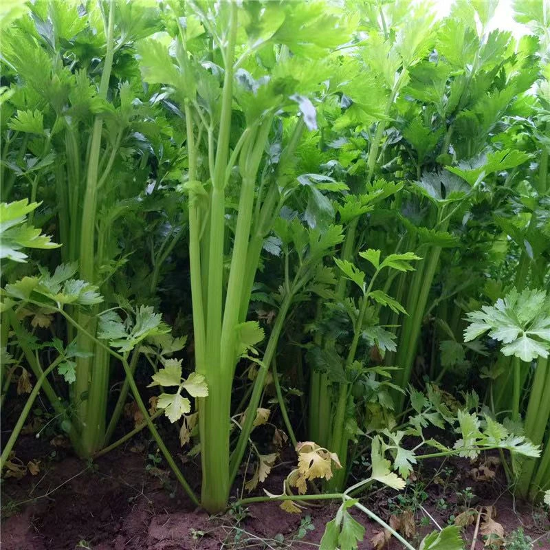 【四季可播】四季小香芹种子阳台室内花卉盆栽庭院蔬菜籽1袋10克