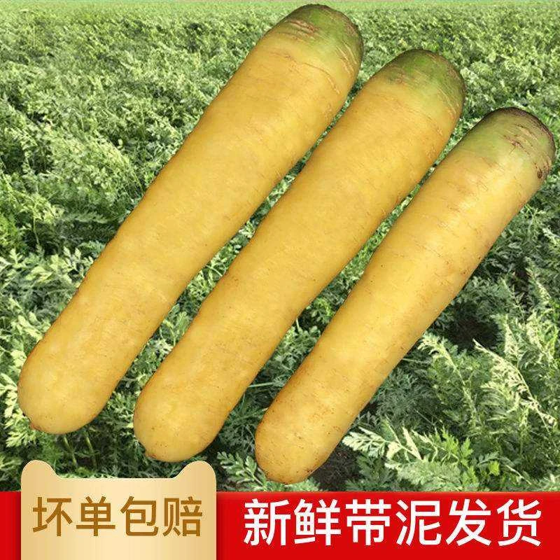 山西黄萝卜新鲜胡萝卜蔬菜新疆农家疏菜时令当季胡萝卜2/4/5.5斤
